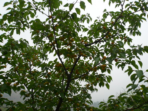 蒙阴亚美尼亚甜杏