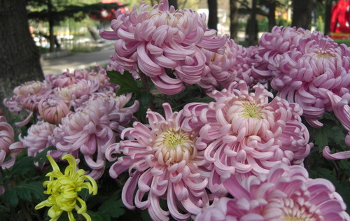 中山公园的菊花
