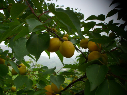 蒙阴亚美尼亚甜杏