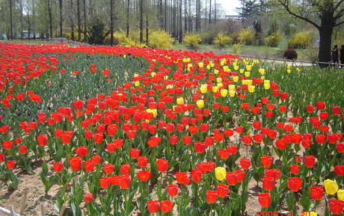 中山公园的郁金香