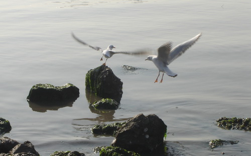 栈桥海域：海鸥之家